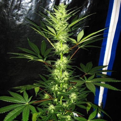 Aurora Indica - Nirvana wiet top bloeiperiode