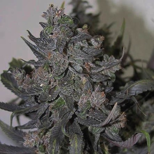 Auto Blue Mystic - Nirvana wiet top autoflower wietplant