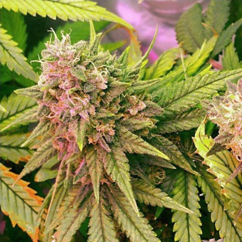 Bubblelicious Auto - Nirvana wiet top van dichtbij