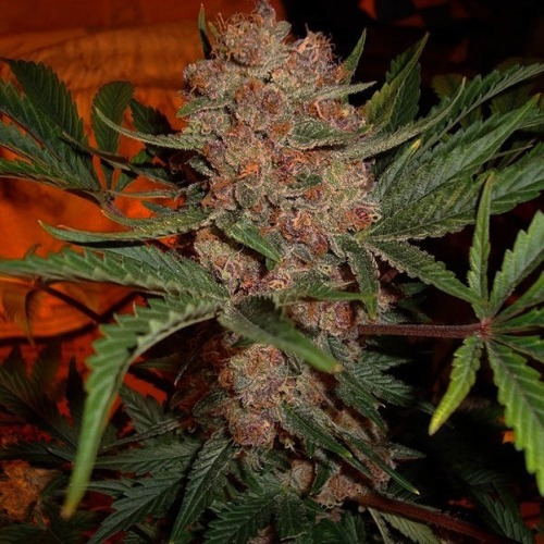 Bubblelicious Auto - Nirvana lange wiet top autoflower