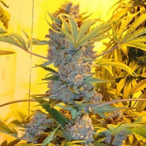 Bubblelicious Auto - Nirvana wietplant in kweekruimte