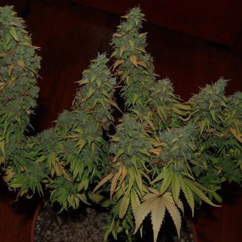 Master Kush - Nirvana wietplanten toppen