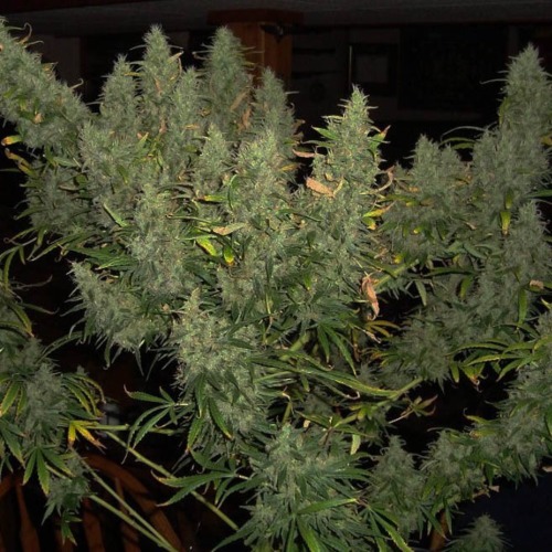 Northern Lights - Nirvana geknipte wietplant