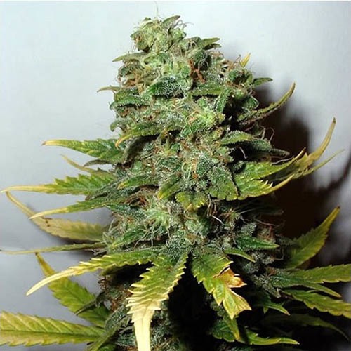 Super Skunk - Nirvana