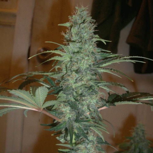 Super Skunk - Nirvana lange wiet top