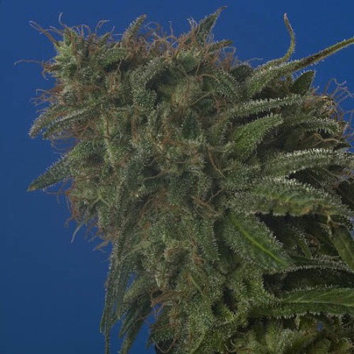 Swiss Cheese - Nirvana zoom top wiet close up