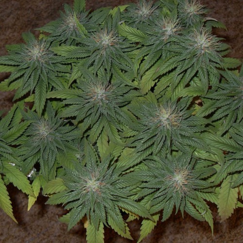 Swiss Cheese - Nirvana volle wietplant topjes