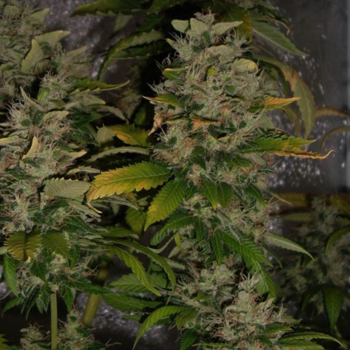 White Rhino - Nirvana wietplant toppen