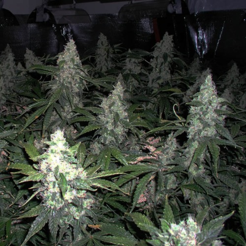 White Widow - Nirvana wietkweek binnen