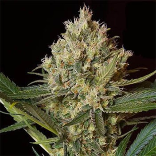NLX Special - Kera Seeds