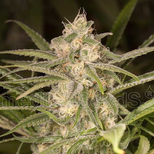 No Name Auto - Medical Seeds