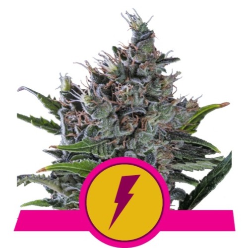North Thunderfuck - Royal Queen Seeds