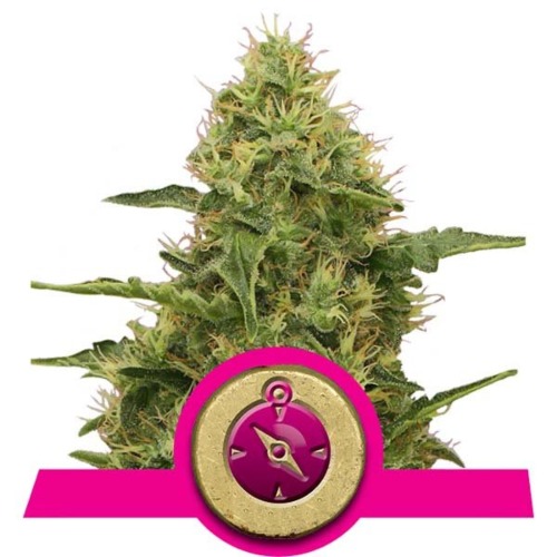 Northern Light wietsoort - Royal Queen Seeds