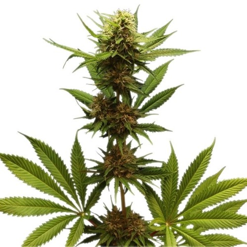 Northern Light wietplant - Royal Queen Seeds