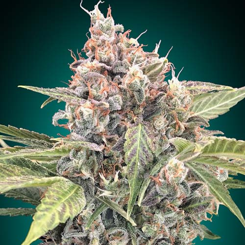 Northern Lights CBD - 00 Seeds