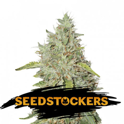 Northern Lights - Seedstockers