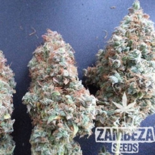 Northern Lights XL - Zambeza Seeds droge wiet