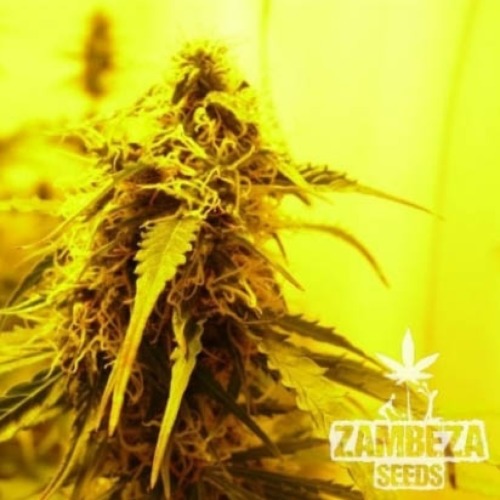 Northern Lights XL - Zambeza Seeds wiet top
