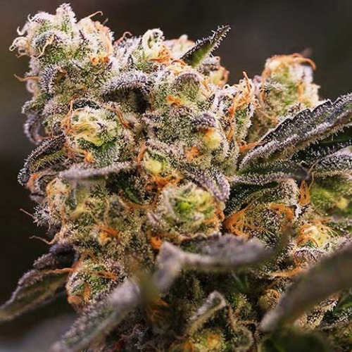 Nova OG - Anesia Seeds