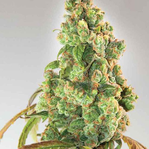 Nurse Lilly CBD - Expert Seeds