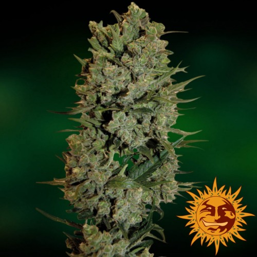 NYC Diesel Auto close-up - Barney‚Äö√Ñ√¥s Farm