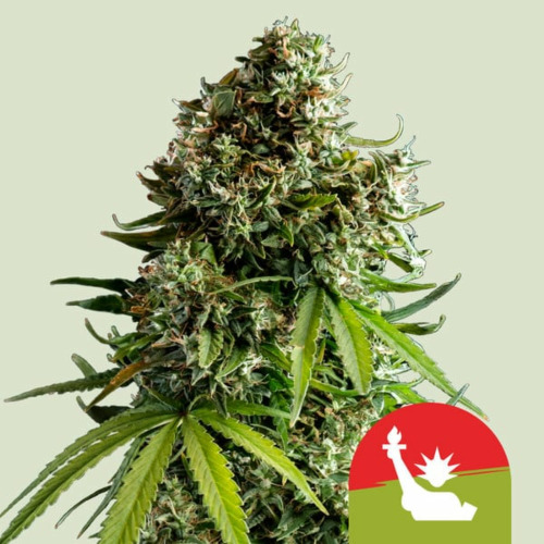 RQS X TYSON NYC Sour D Auto - Royal Queen Seeds