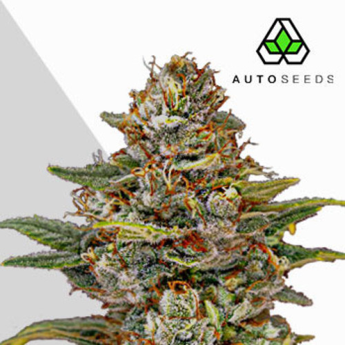 OG Kush Autoflower - Auto Seeds