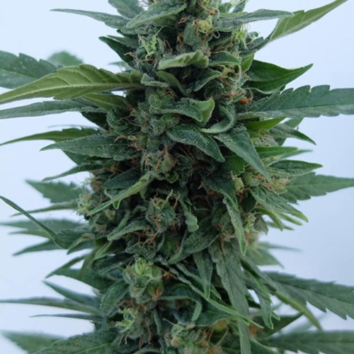 OG Kush Auto - Dr Krippling