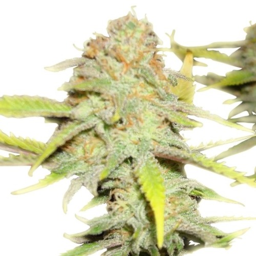 OG Kush cannabis plant - Royal Queen Seeds