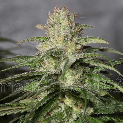 OG Kush CBD - Medical Seeds