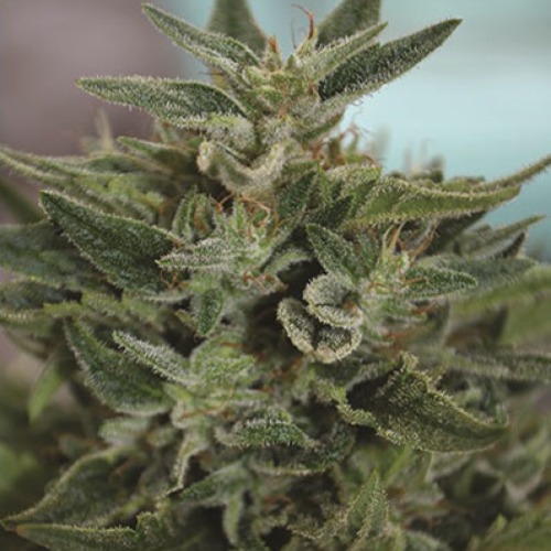 OG Kush CBD - Medicann Seeds