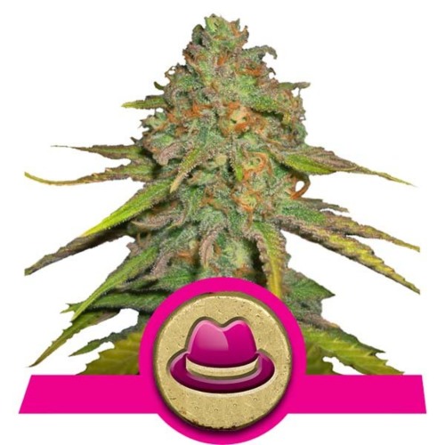 OG Kush wietsoort - Royal Queen Seeds