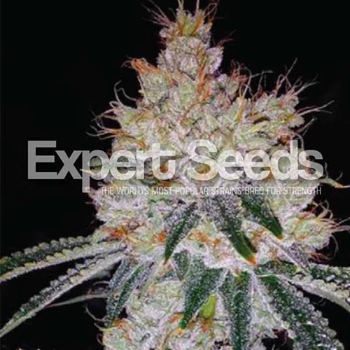 Ogesus Auto - Expert Seeds