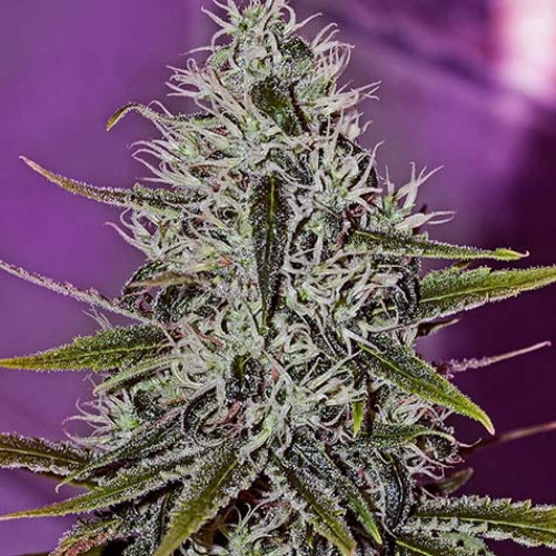 One Love Haze - Positronics Seeds