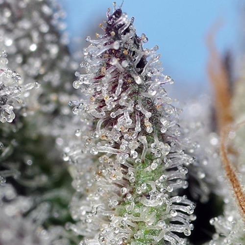 Orange Apricot Glue XL Auto - Sweet Seeds Close Up