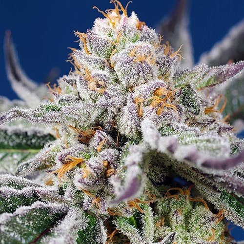 Orange Apricot Glue XL Auto - Sweet Seeds