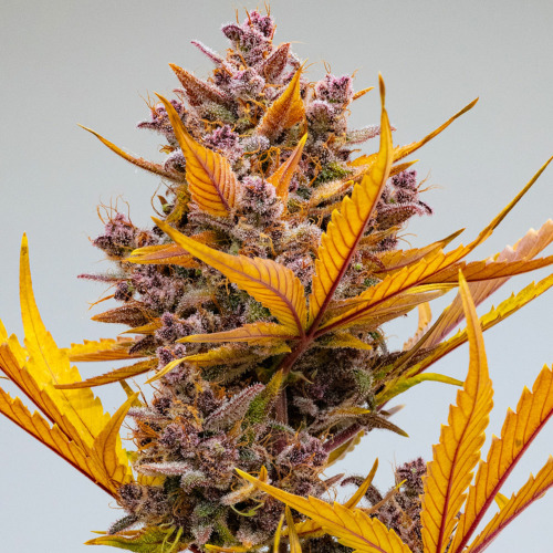 Orange Banana Auto - Huismerk