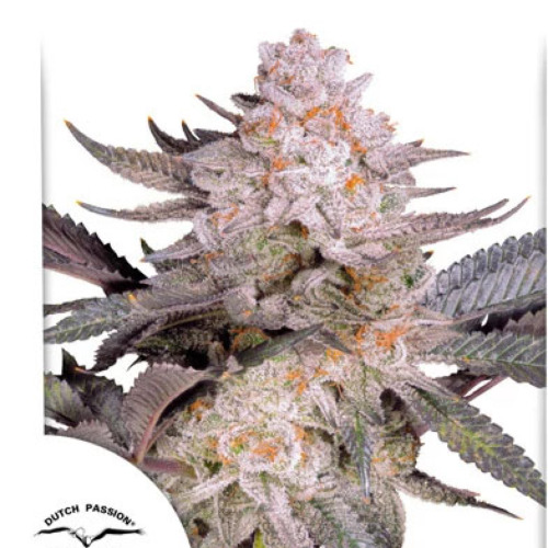 Orange Bud 2.0 - Dutch Passion