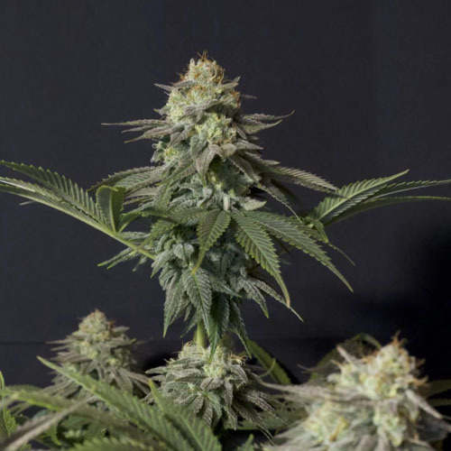 Orange Sherbet FF - FastBuds