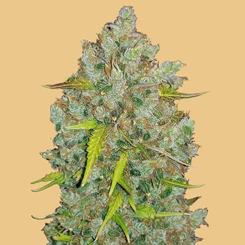 Original Auto BubbleGum - FastBuds