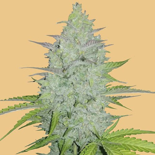 Original Auto Cheese - FastBuds