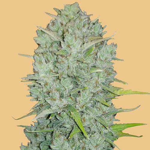 Original Auto Northern Lights - FastBuds