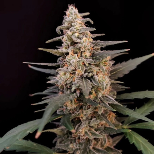 Original Auto Critical - Fastbuds