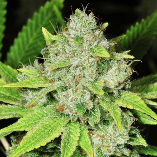 Original Glue Auto - Nirvana Seeds
