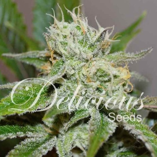 Original Juan Herer - Delicious Seeds