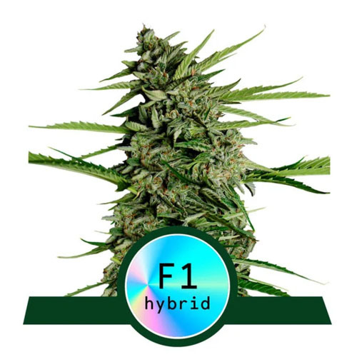 Orion F1 - Royal Queen Seeds