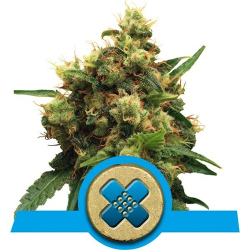 Painkiller XL CBD wietsoort - Royal Queen Seeds