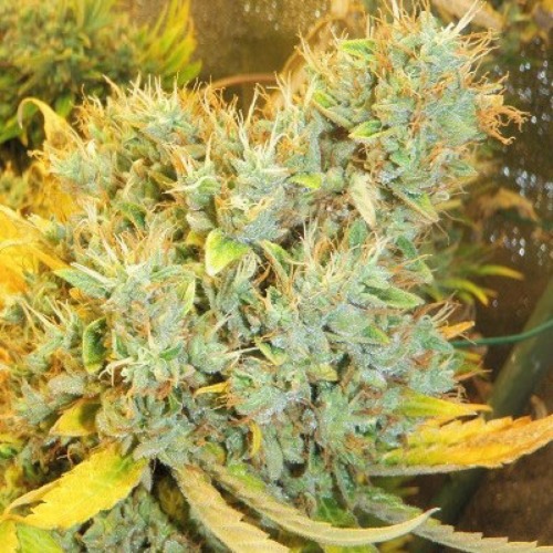 De Panama X Bangi Haze van ACE Seeds heeft dikke toppen.
