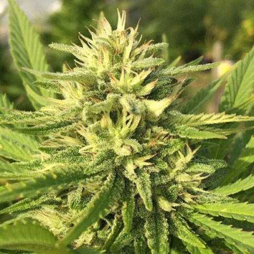 THC kristallen op de bloeiende Panama X Bangi Haze van ACE Seeds