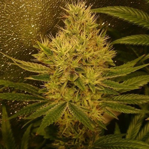 Panama X Bangi Haze van ACE Seeds binnen kweek
